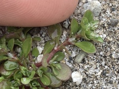 Polycarpon tetraphyllum tetraphyllum