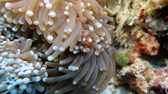 Achaeus japonicus