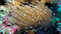 Euphyllia glabrescens