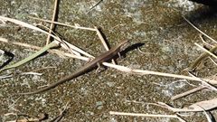 Scincella formosensis