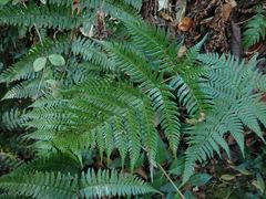 Dryopteris bissetiana