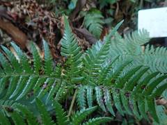 Dryopteris bissetiana