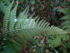 Dryopteris bissetiana