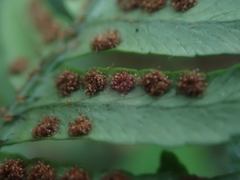 Dryopteris bissetiana