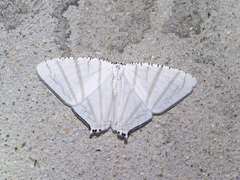 Urapteroides astheniata