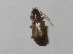 Philorhizus melanocephalus