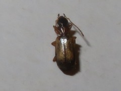 Philorhizus melanocephalus