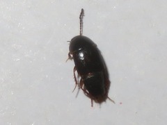 Tachinus rufipes