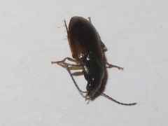 Stenolophus mixtus