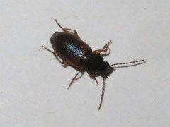 Stenolophus mixtus