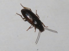 Stenolophus mixtus