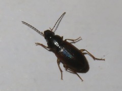 Stenolophus mixtus