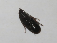Pterostichus vernalis