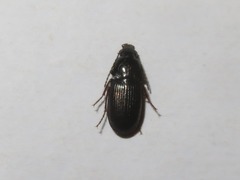 Pterostichus vernalis