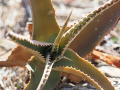 Aloe perryi