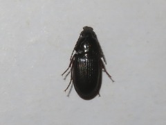 Pterostichus vernalis