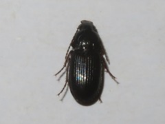 Pterostichus vernalis