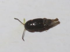 Tachinus corticinus