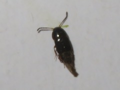 Tachinus corticinus