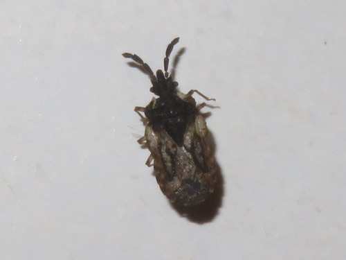 pale-shouldered flatbug, Leidschendam, Nederland, photo 7 of 10