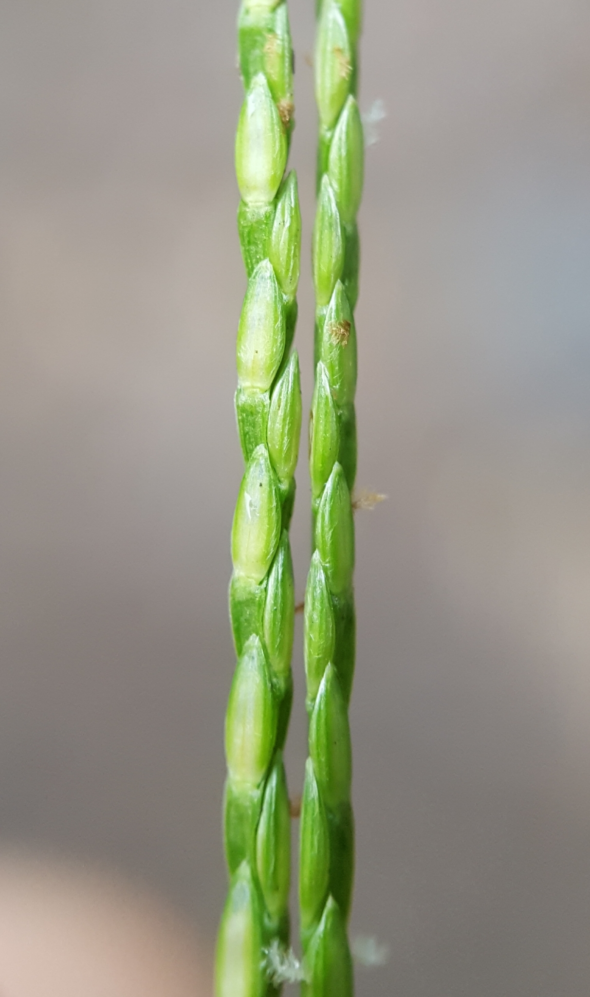 (c) François Rousseu, certains droits réservés (CC BY-NC) https://www.inaturalist.org/observations/109992263