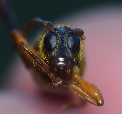 Crossomeles aureopilis