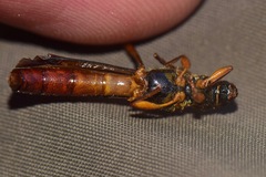 Crossomeles aureopilis