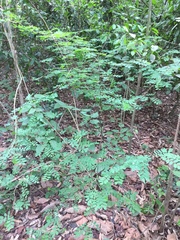 Ormocarpum sennoides