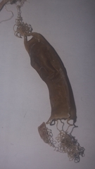 Scyliorhinus