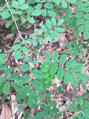 Ormocarpum sennoides