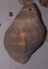 Stramonita haemastoma