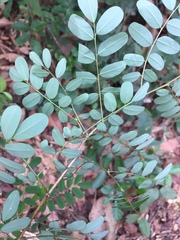 Ormocarpum sennoides