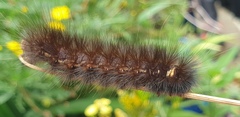 Spilosoma strigatula