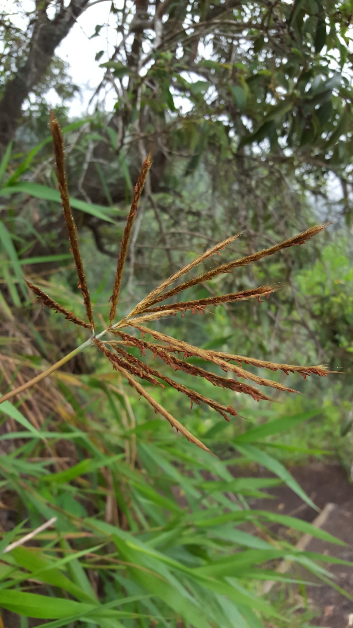 (c) François Rousseu, certains droits réservés (CC BY-NC) https://www.inaturalist.org/observations/109992403