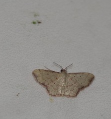 Idaea craspedota