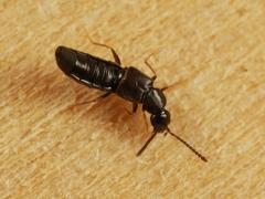 Aloconota gregaria