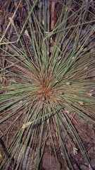 Bulbostylis hispidula