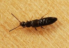 Aloconota gregaria