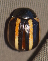 Leptinotarsa tlascalana
