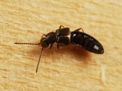 Aloconota gregaria