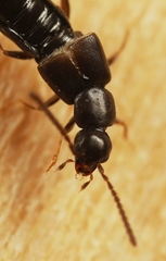 Aloconota gregaria