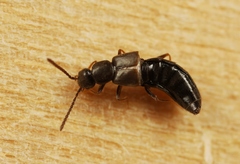 Aloconota gregaria