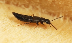 Aloconota gregaria