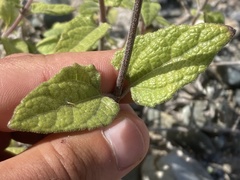 Bahiopsis triangularis