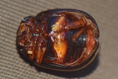 Leptinotarsa tlascalana