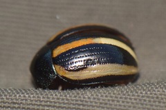 Leptinotarsa tlascalana