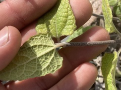 Bahiopsis triangularis