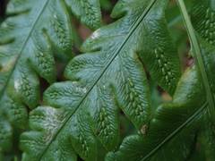 Woodwardia orientalis