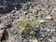 Bahiopsis triangularis