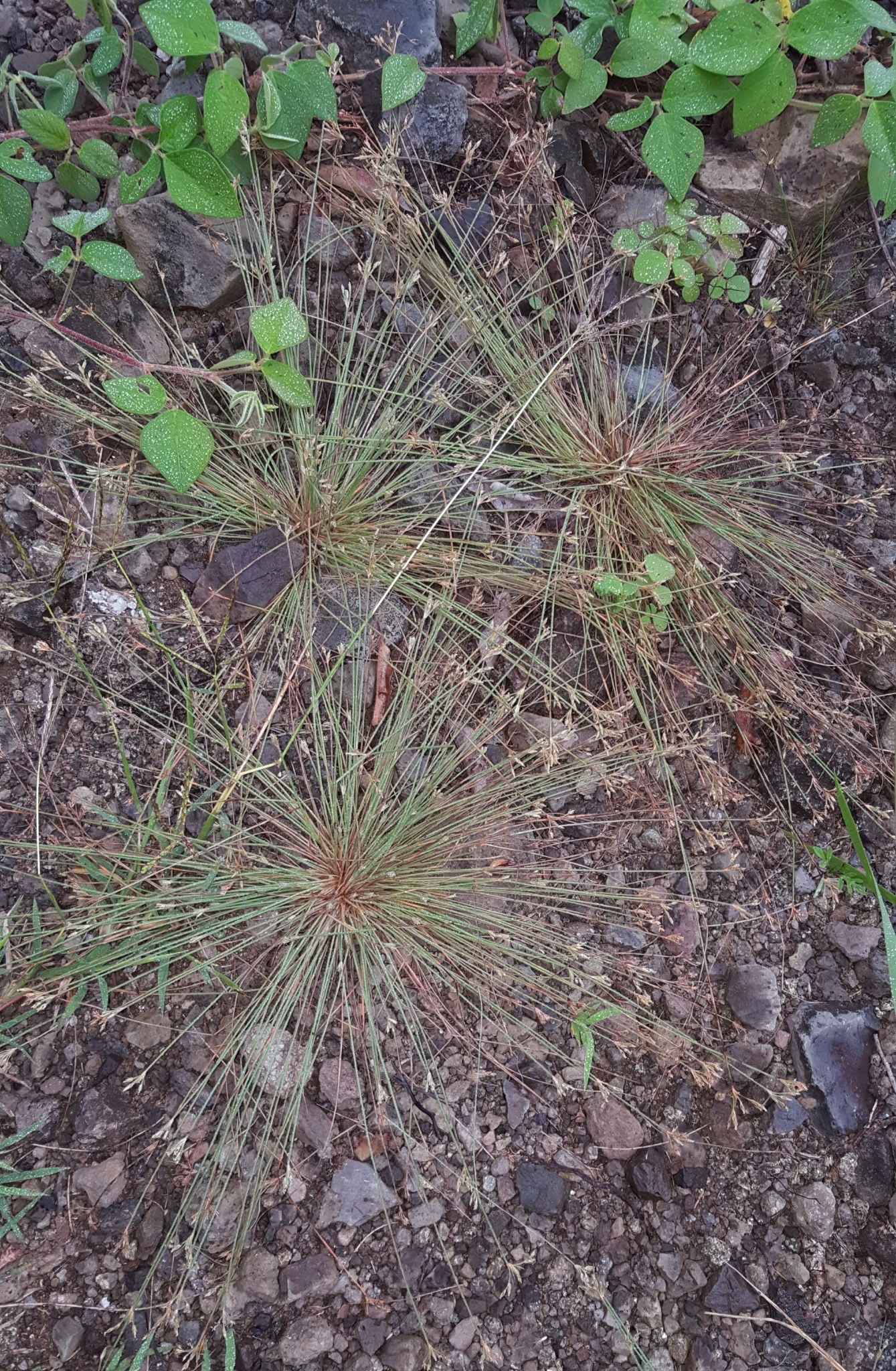 (c) François Rousseu, certains droits réservés (CC BY-NC) https://www.inaturalist.org/observations/109992435